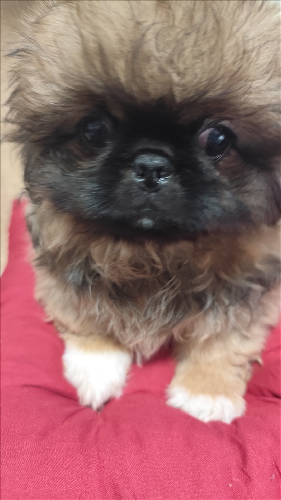 תמונה 1, כלבים | פקינז   | פקינז  למכירה בקרית חיים