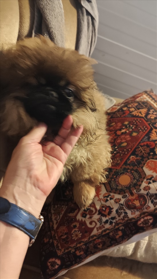 תמונה 4, כלבים | פקינז   | פקינז  למכירה בקרית חיים