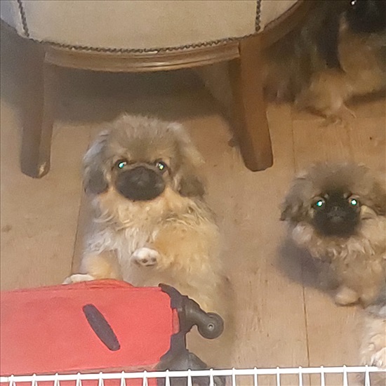 תמונה 2, כלבים | פקינז   | פקינז  למכירה בקרית חיים