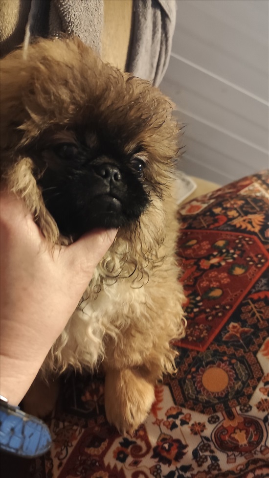 תמונה 3, כלבים | פקינז   | פקינז  למכירה בקרית חיים