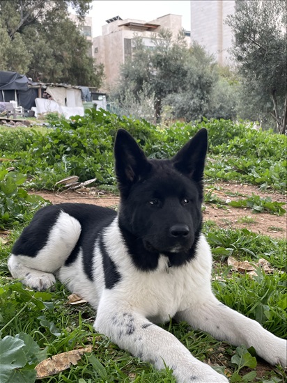 תמונה 2 ,כלבים אקיטה אמריקאי   לוקה  למכירה בתל אביב