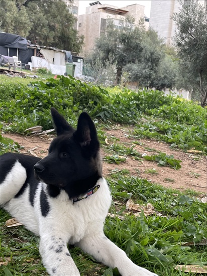 תמונה 5 ,כלבים אקיטה אמריקאי   לוקה  למכירה בתל אביב