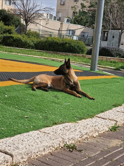 תמונה 3 ,כלבים רועה בלגי   מלודי למכירה באלעד