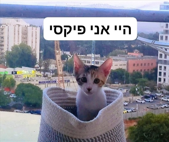 תמונה 1 ,חתולים אחר   נוני טייגר פיקסי  לשידוך בקרית אונו