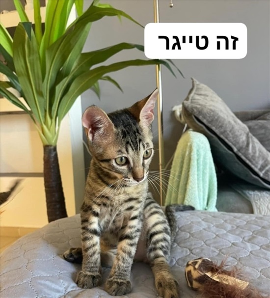 תמונה 2 ,חתולים אחר   נוני טייגר פיקסי  לשידוך בקרית אונו