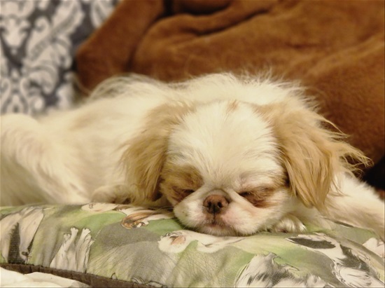 תמונה 1 ,כלבים צ`ין יפני   Snoopy  למכירה באור יהודה