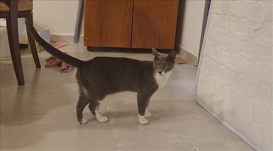 תמונה 1 ,חתולים כללי   גריי קאט למסירה בבית שמש