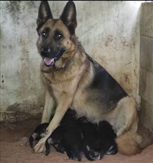 גורי רועה גרמני -0505391735 