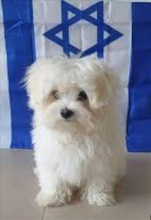 כלבים מלטז חדרה והסביבה 