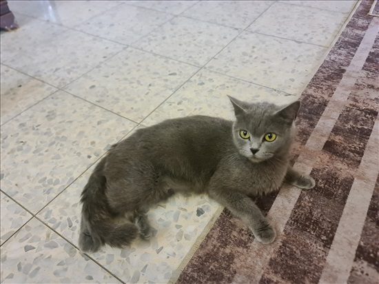 תמונה 1 ,חתולים פרסי   גוסט (אבא), עפרה (אמא) למכירה בעראבה