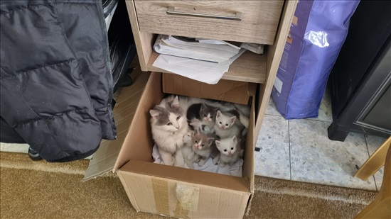 תמונה 4 ,חתולים פרסי   גוסט (אבא), עפרה (אמא) למכירה בעראבה