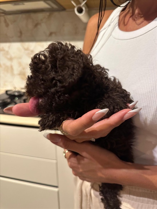 תמונה 2 ,כלבים פודל טוי   פודל ננסי למכירה בעפולה