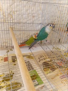תוכים ובעלי כנף קוניורים  
