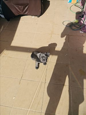 כלבים בולדוג צרפתי  