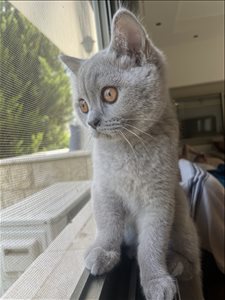 חתולים בריטי קצר שיער אשדוד והסביבה 