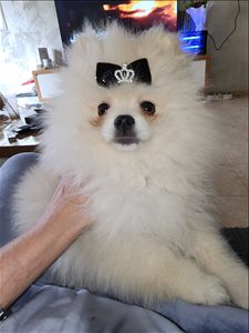 שלג 