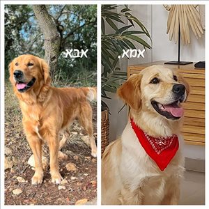 כלבים גולדן רטריבר  