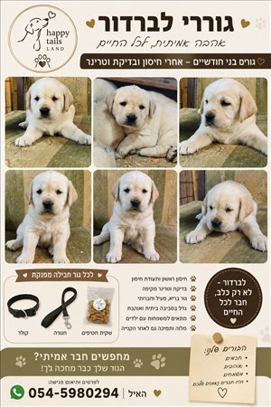 גורי לברדור 