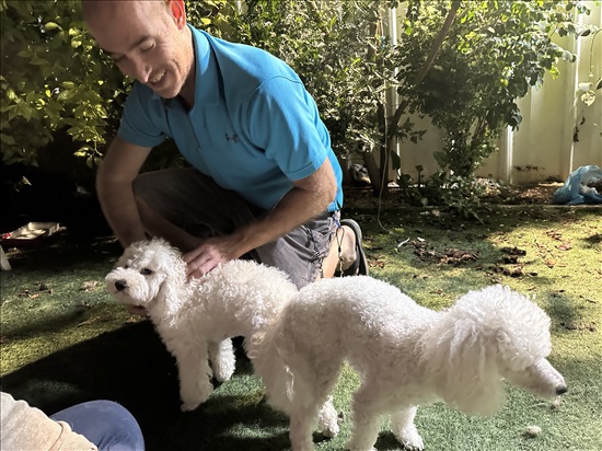 תמונה 4 ,כלבים פודל   פודל לשידוך בשוהם