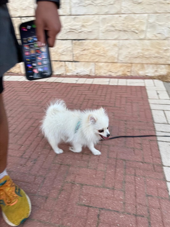 תמונה 4 ,כלבים פומרניאן   לואי  למכירה בכפר יונה