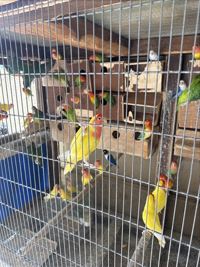 תמונה 2 ,תוכים ובעלי כנף ציפורי אהבה   ציפורי אהבה למכירה בגן יבנה