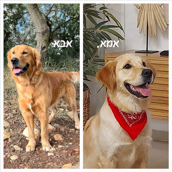 תמונה 1 ,כלבים גולדן רטריבר   גולדן רטריבר למכירה בגבעת אבני