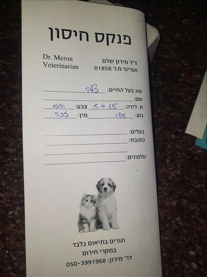 תמונה 4 ,כלבים שיצו   שיצו למכירה בטבריה