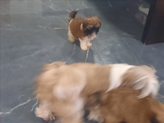 תמונה 3 ,כלבים שיצו   שיצו למכירה בטבריה