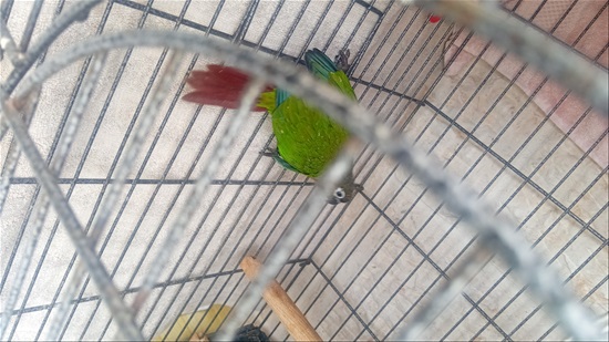 תמונה 4 ,תוכים ובעלי כנף קוניורים   גרינצ'קים מבחר צבעים למכירה בקרית מלאכי