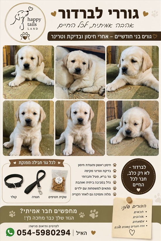 תמונה 1 ,כלבים לברדור רטריבר   גורי לברדור למכירה בירכא