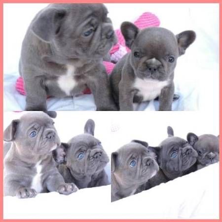 תמונה 1, כלבים | בולדוג צרפתי   | The Art of the French Bulldog למכירה בתל אביב