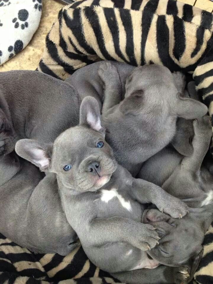 תמונה 1, כלבים | בולדוג צרפתי   | The Art of the French Bulldog למכירה בתל אביב