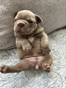 The Art of the French Bulldog 