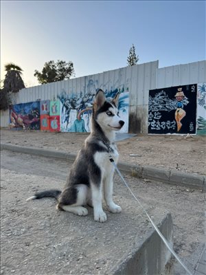  גורי האסקי סיביר 