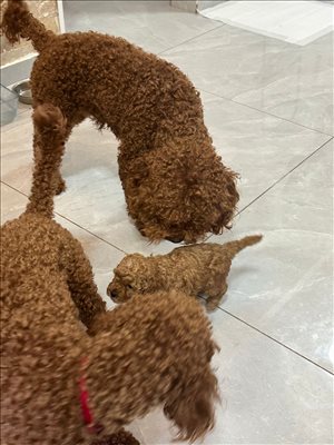 כלבים פודל טוי אשדוד והסביבה 