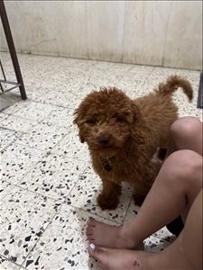 מיילו 