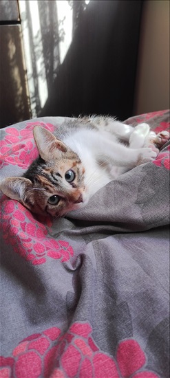 תמונה 3, חתולים | אחר   | א לאימוץ באשדוד 