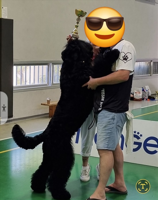 תמונה 2 ,כלבים טוי רוסי   דיטה פון דיז למכירה בקרית אונו