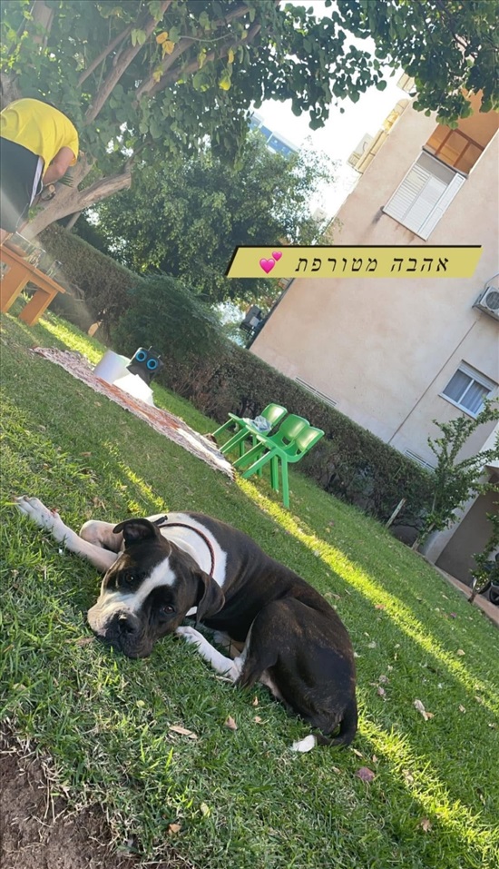 תמונה 3 ,כלבים אחר   לונה למסירה בחדרה