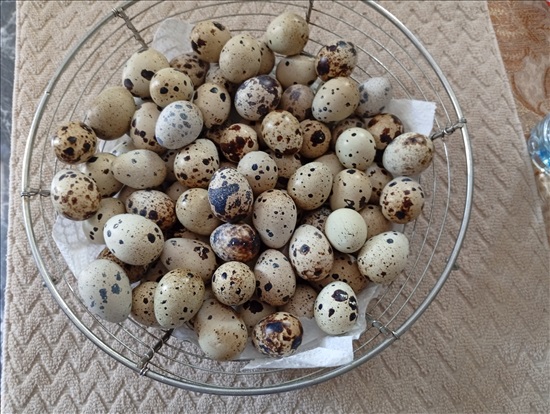 תמונה 4 ,תוכים ובעלי כנף שלווים   שלווים יפנים למכירה למכירה בפ"ת
