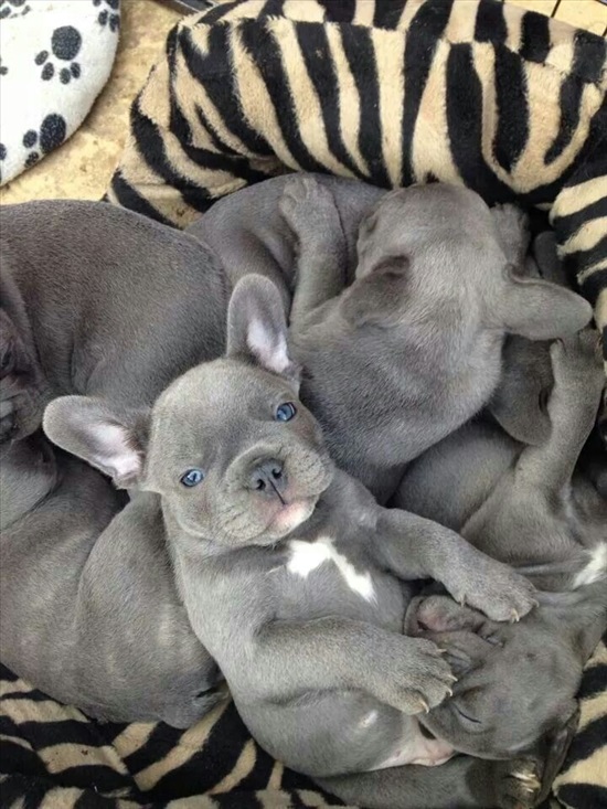 תמונה 1 ,כלבים בולדוג צרפתי   The Art of the French Bulldog למכירה בתל אביב