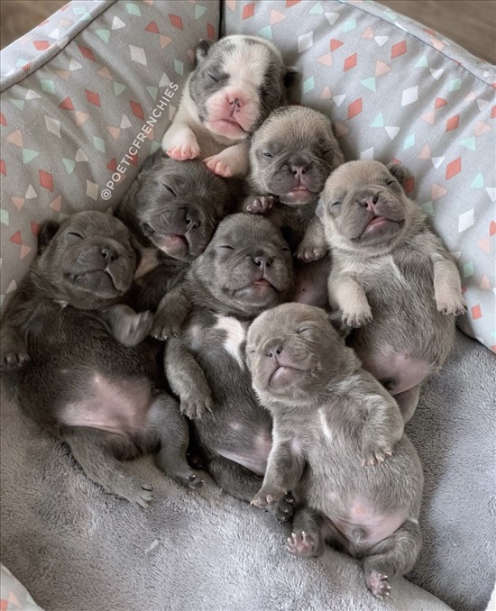 תמונה 3 ,כלבים בולדוג צרפתי   The Art of the French Bulldog למכירה בתל אביב