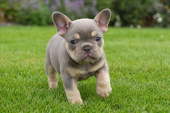 תמונה 8 ,כלבים בולדוג צרפתי   The Art of the French Bulldog למכירה בתל אביב