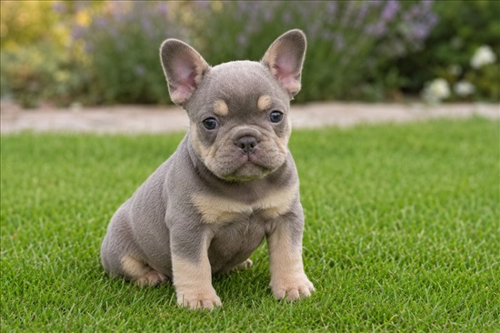 תמונה 7 ,כלבים בולדוג צרפתי   The Art of the French Bulldog למכירה בתל אביב