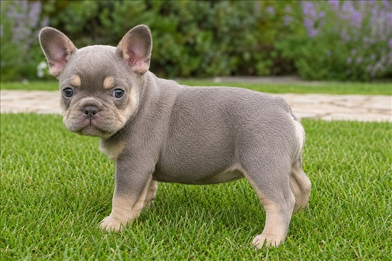 תמונה 6 ,כלבים בולדוג צרפתי   The Art of the French Bulldog למכירה בתל אביב