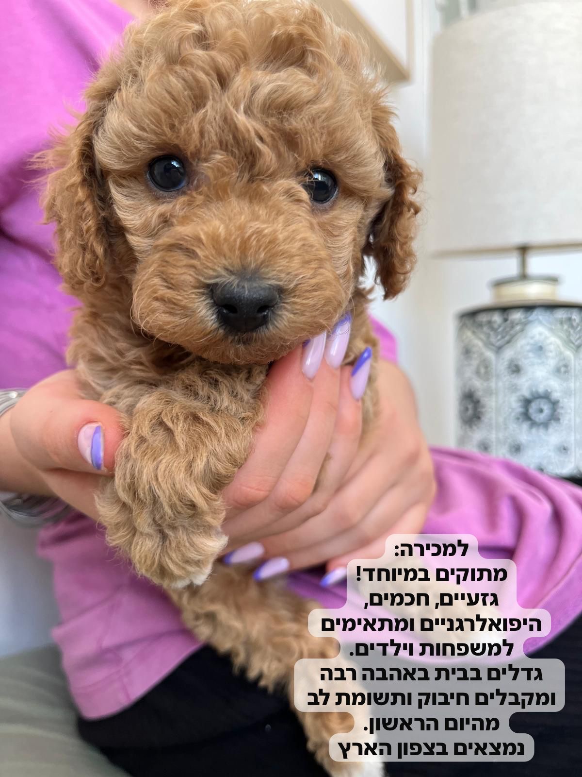 תמונה 1, כלבים | פודל   | Maggie למכירה בביריה