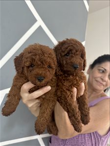פודל טוי❤️ 