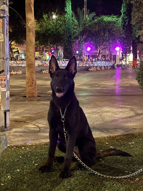 תמונה 2, כלבים | רועה בלגי   | מילנואה למכירה במשגב עם