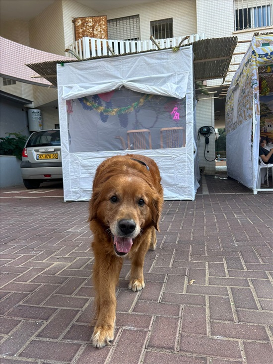 תמונה 2 ,כלבים גולדן רטריבר   צ'אבי לשידוך בנתניה