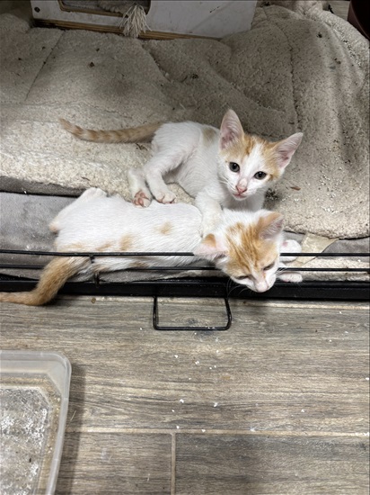 תמונה 1 ,חתולים מעורב   ג׳ינג׳ר לאימוץ בקרית מוצקין